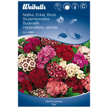 Frö Nejlika Borst 'Mix' Weibulls